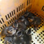 新規８羽さま