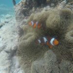 ＣＥＢＵ旅行　スミロン島