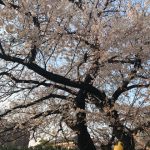 春はもう目の前(*^_^*)