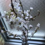 桜🌸