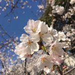花見行ってきました！！