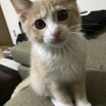 最近の・・・🐈