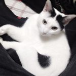 我が家の猫ちゃん♡