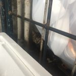 子猫ちゃん🐈🎶