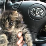 捨て猫ちゃん🐈