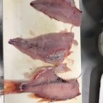 めで鯛！！！！