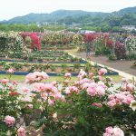 熊本ボーイ帰省日記part４