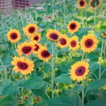 夏がくるっーーーーー！！！