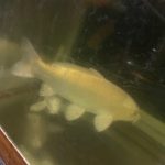 魚飼ってます