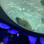 海遊館🐡