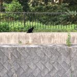 黒猫に遭遇