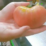 ＴＯＭＡＴＯ(*´ω｀)