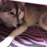 わんちゃん🐶