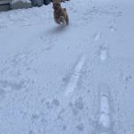 帰省しました🐶