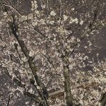 桜🌸