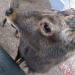 鹿です。🦌
