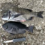 久々の釣果part2