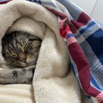 愛猫のマロンくん　可愛いショット♡