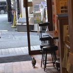 鳩がお店にやってきた。