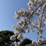 花見🌸