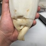 セクシー大根