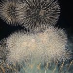 花火大会に！