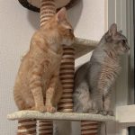 我が家の癒しです。