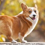 子犬とハロウィン