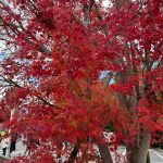 紅葉