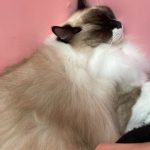 久しぶりの猫カフェ
