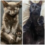 愛猫むぎくん♡