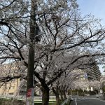 桜☆彡