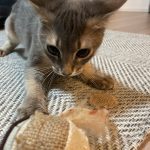 愛猫Part2