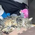 日向ぼっこ