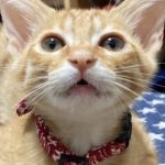 うちの愛猫Part1