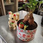 ガジュマルの成長日記