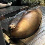 ぐーたらり