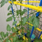 トマト育ててます☆
