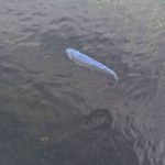 天然記念物　忍野八海。