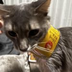 我が家の暴れん坊！！