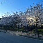 桜咲いてました