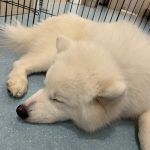 サモエド☆彡