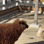 羊🐑