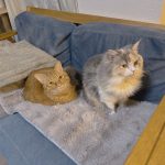 今日は節分♬