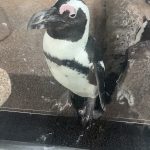 まだまだ☆彡