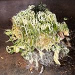 焼きそば界ビジュアル最高峰